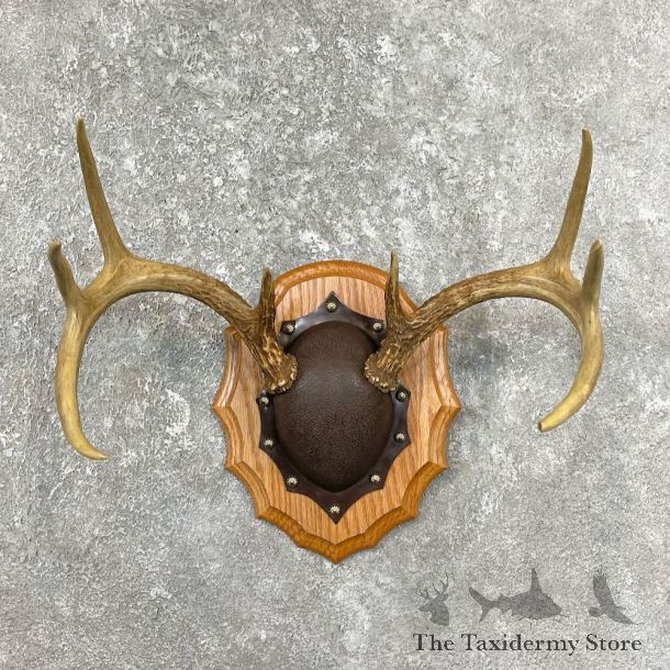 Whitetail Deer Antler Plaque Mount For Sale #26222 @ The Taxidermy Store