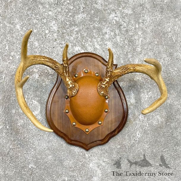 Whitetail Deer Antler Plaque Mount For Sale #26224 @ The Taxidermy Store