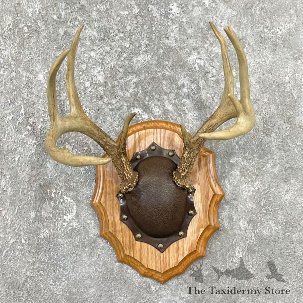 Whitetail Deer Antler Plaque Mount For Sale #26225 @ The Taxidermy Store