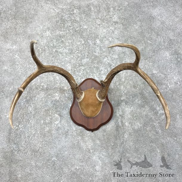 Whitetail Deer Antler Plaque Mount For Sale #26228 @ The Taxidermy Store