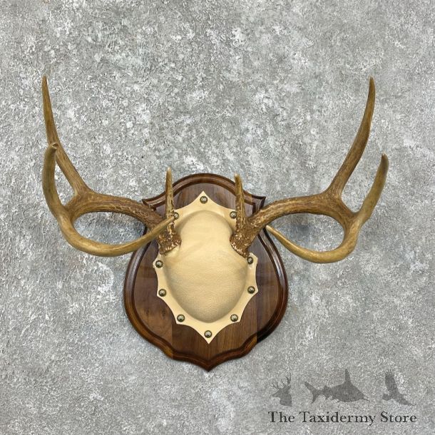 Whitetail Deer Antler Plaque Mount For Sale #26229 @ The Taxidermy Store