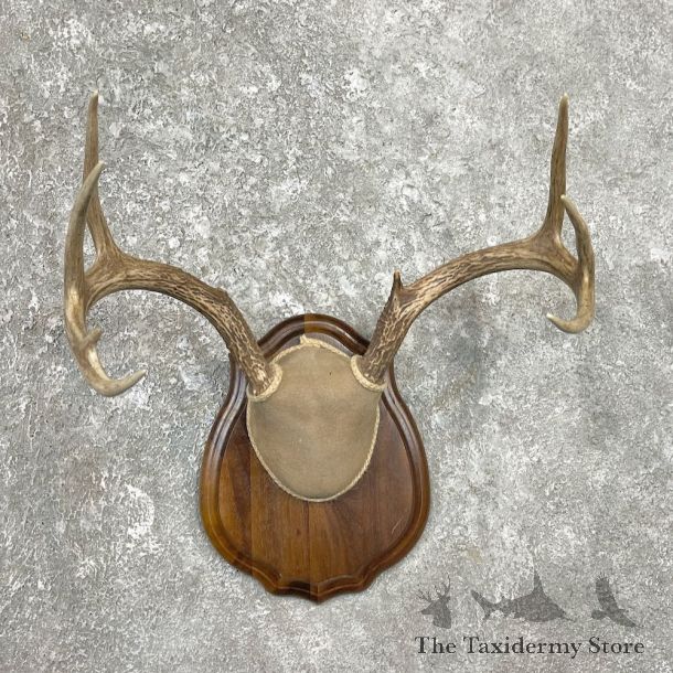Whitetail Deer Antler Plaque Mount For Sale #26230 @ The Taxidermy Store
