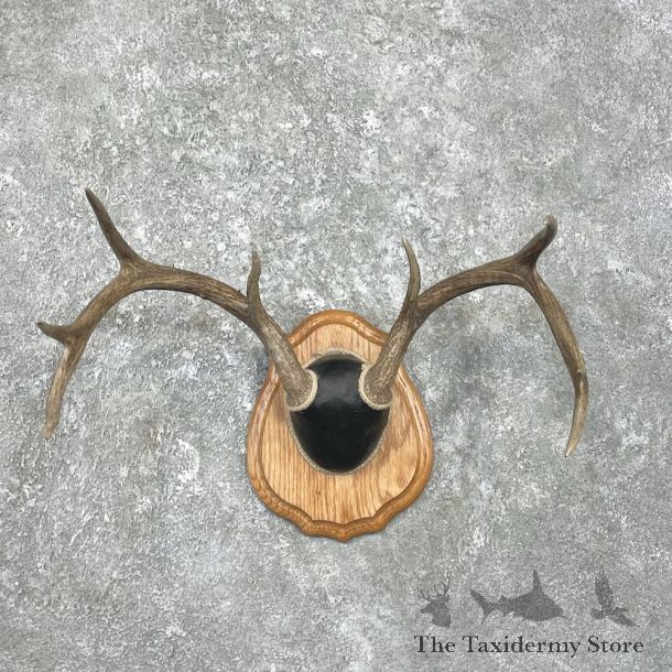 Whitetail Deer Antler Plaque Mount For Sale #26231 @ The Taxidermy Store