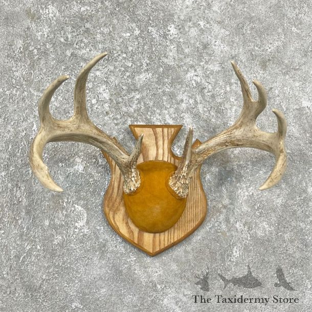 Whitetail Deer Antler Plaque Mount For Sale #26252 @ The Taxidermy Store