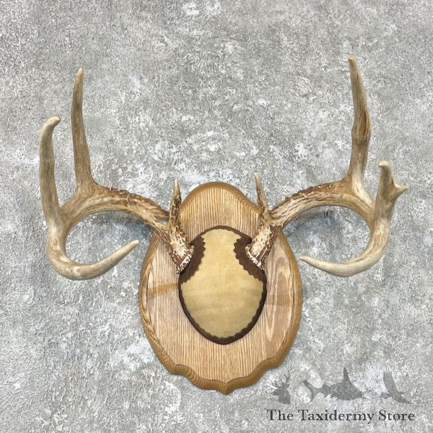 Whitetail Deer Antler Plaque Mount For Sale #26757 @ The Taxidermy Store