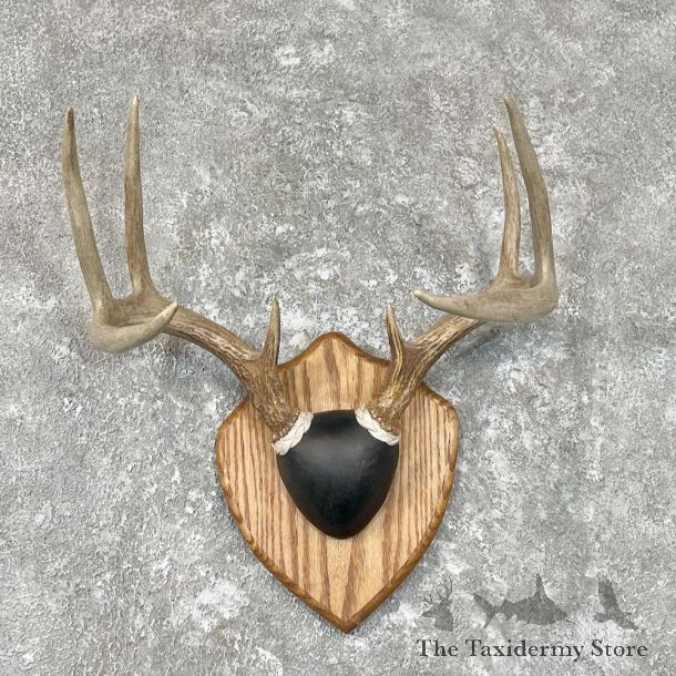 Whitetail Deer Antler Plaque Mount For Sale #26764 @ The Taxidermy Store