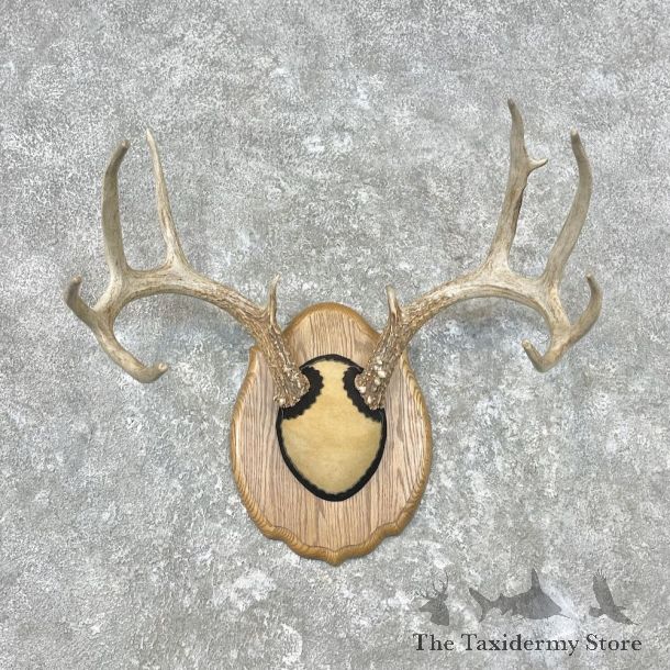 Whitetail Deer Antler Plaque Mount For Sale #26846 @ The Taxidermy Store