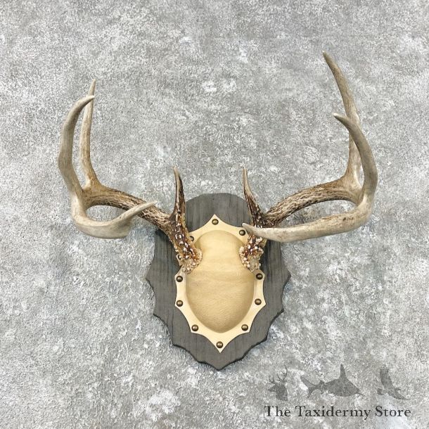 Whitetail Deer Antler Plaque Mount For Sale #26847 @ The Taxidermy Store
