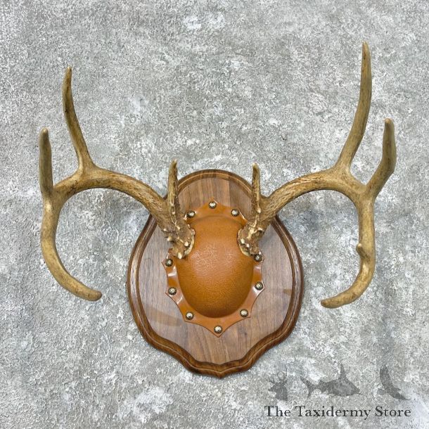 Whitetail Deer Antler Plaque Mount For Sale #26848 @ The Taxidermy Store