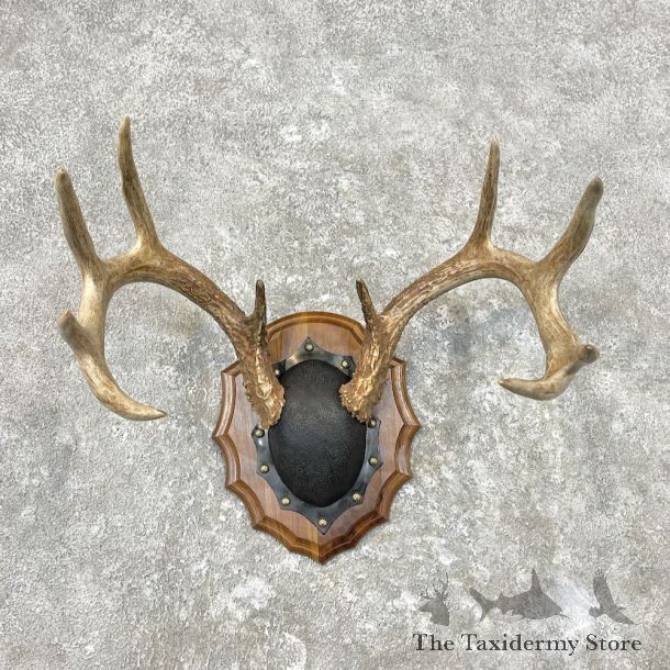 Whitetail Deer Antler Plaque Mount For Sale #26849 @ The Taxidermy Store