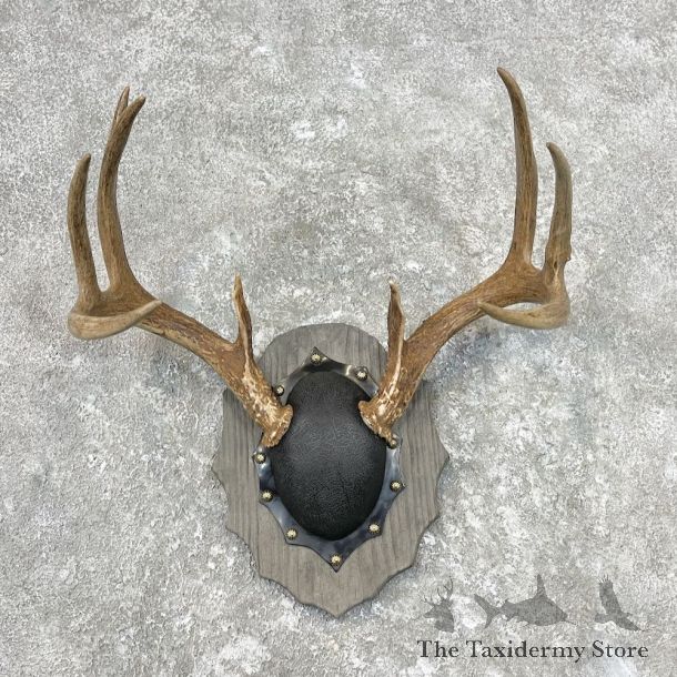 Whitetail Deer Antler Plaque Mount For Sale #26850 @ The Taxidermy Store