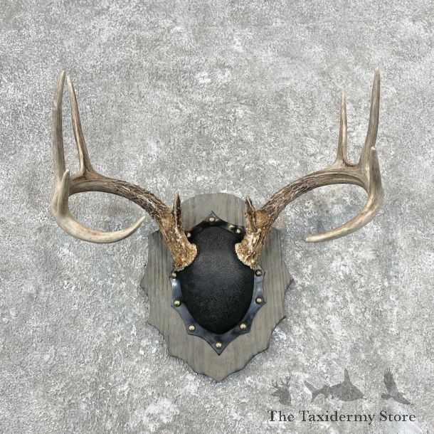 Whitetail Deer Antler Plaque Mount For Sale #26855 @ The Taxidermy Store
