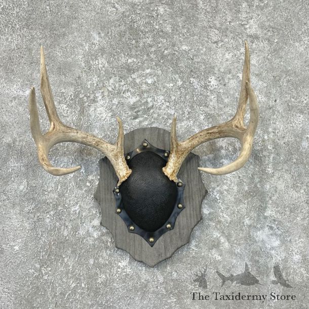 Whitetail Deer Antler Plaque Mount For Sale #26897 @ The Taxidermy Store