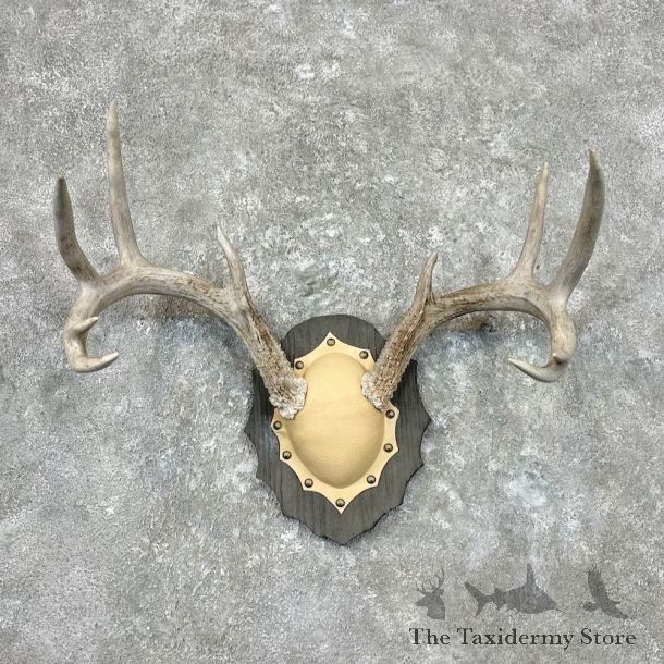 Whitetail Deer Antler Plaque Mount For Sale #26898 @ The Taxidermy Store