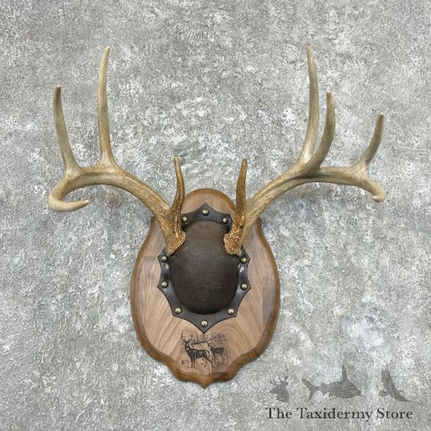 Whitetail Deer Antler Plaque Mount For Sale #26899 @ The Taxidermy Store
