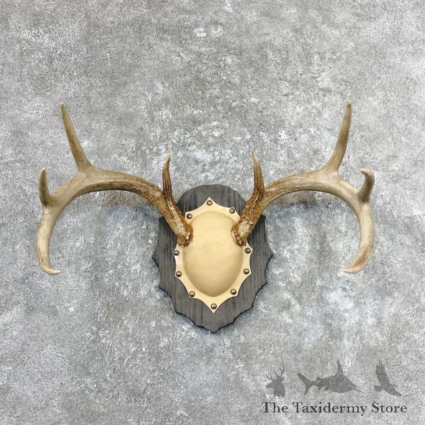 Whitetail Deer Antler Plaque Mount For Sale #26946 @ The Taxidermy Store