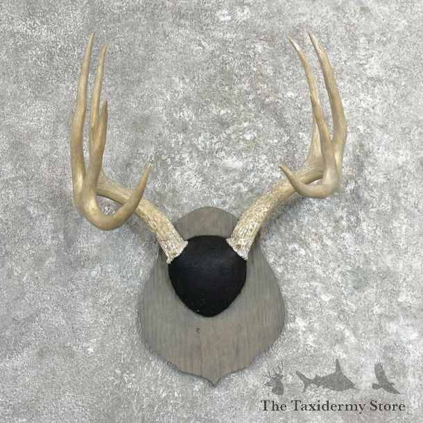 Whitetail Deer Antler Plaque Mount For Sale #27306 @ The Taxidermy Store