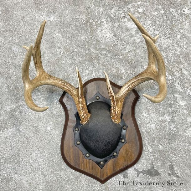 Whitetail Deer Antler Plaque Mount For Sale #27406 @ The Taxidermy Store