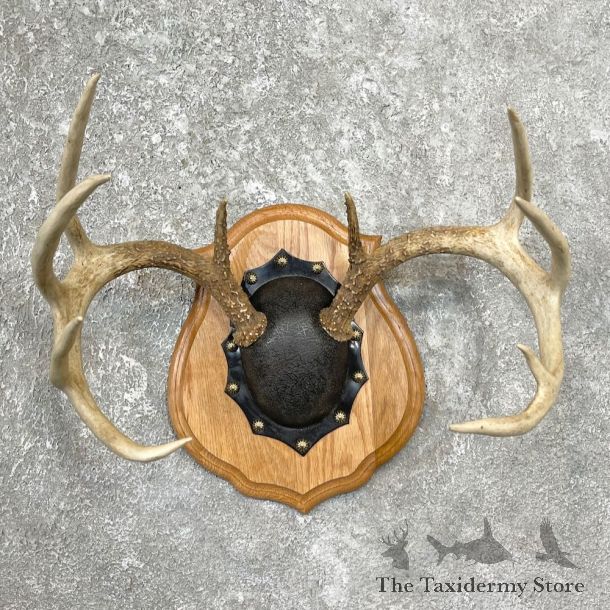 Whitetail Deer Antler Plaque Mount For Sale #27736 @ The Taxidermy Store