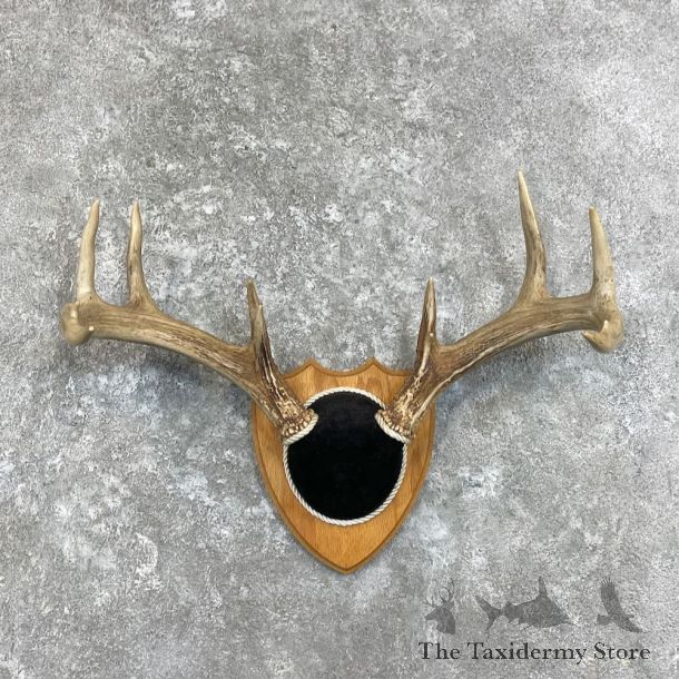 Whitetail Deer Antler Plaque Mount For Sale #27926 @ The Taxidermy Store