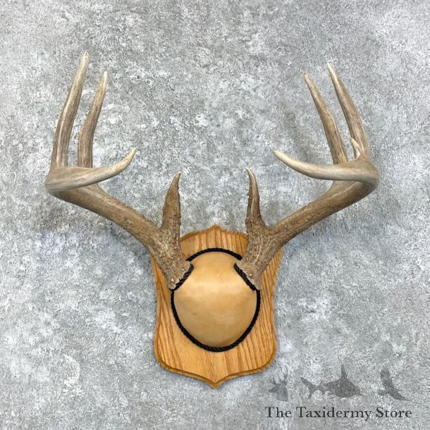 Whitetail Deer Antler Plaque Mount For Sale #27927 @ The Taxidermy Store