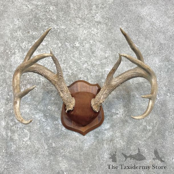 Whitetail Deer Antler Plaque Mount For Sale #27928 @ The Taxidermy Store