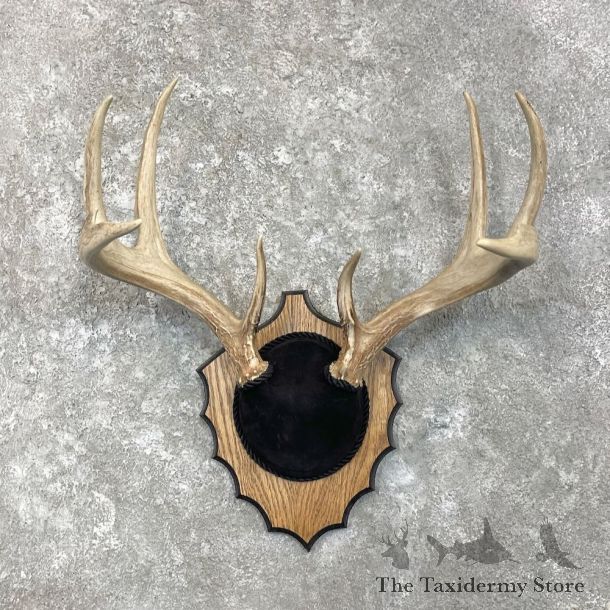 Whitetail Deer Antler Plaque Mount For Sale #27930 @ The Taxidermy Store