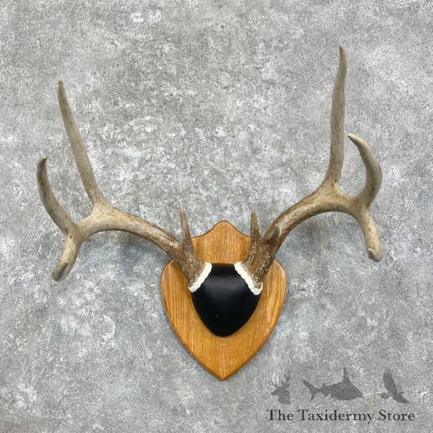 Whitetail Deer Antler Plaque Mount For Sale #27931 @ The Taxidermy Store