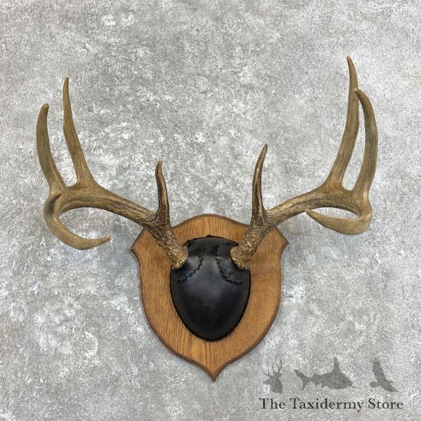 Whitetail Deer Antler Plaque Mount For Sale #27932 @ The Taxidermy Store