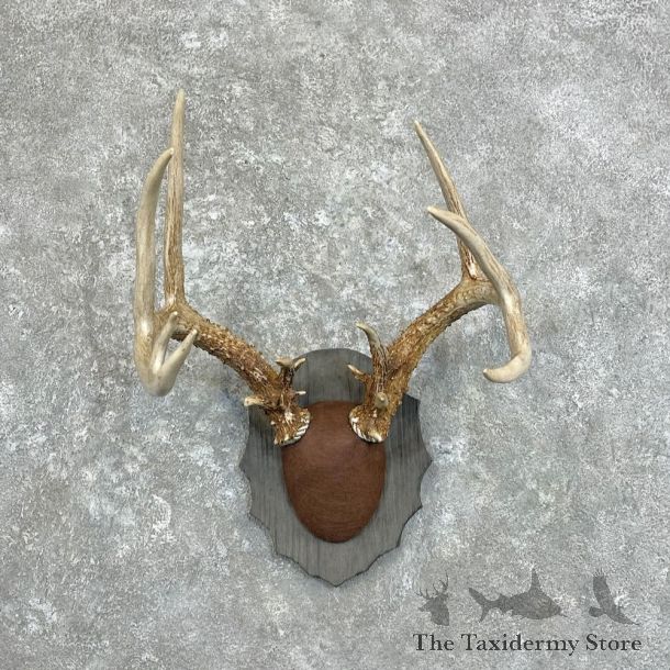 Whitetail Deer Antler Plaque Mount For Sale #27996 @ The Taxidermy Store