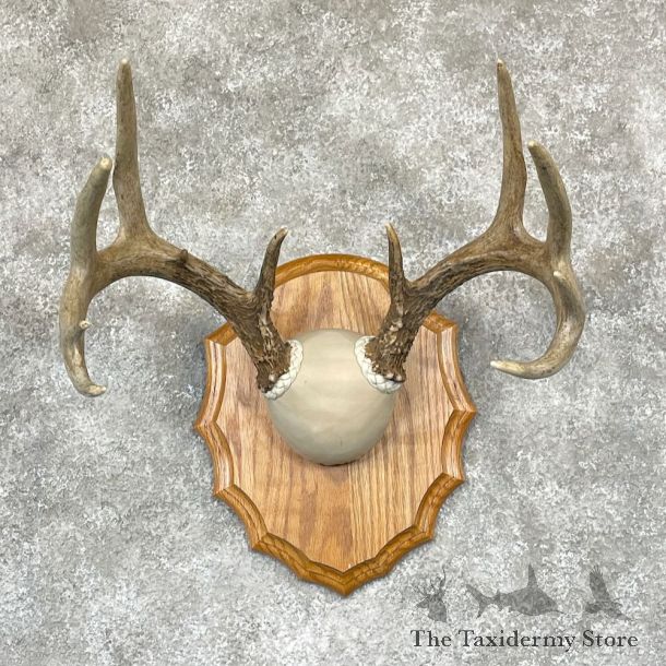 Whitetail Deer Antler Plaque Mount For Sale #28107 @ The Taxidermy Store