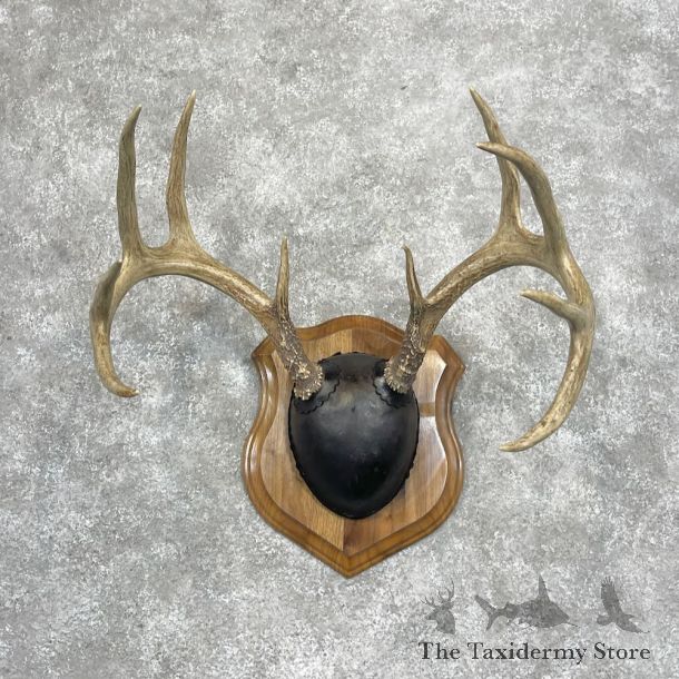 Whitetail Deer Antler Plaque Mount For Sale #28468 @ The Taxidermy Store