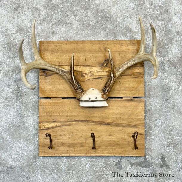 Whitetail Deer Antler Plaque Mount For Sale #19331 @ The Taxidermy Store