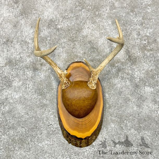Whitetail Deer Antler Plaque Mount For Sale #28992 @ The Taxidermy Store