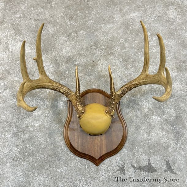 Whitetail Deer Antler Plaque Mount For Sale #29249 @ The Taxidermy Store