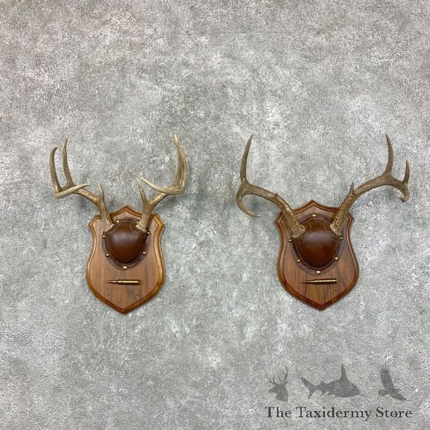 Whitetail Deer Antler Plaque Pair For Sale #22683 @ The Taxidermy Store