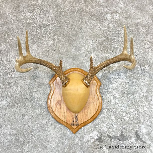 Whitetail Deer Antler Plaque Taxidermy For Sale #26608 @ The Taxidermy Store