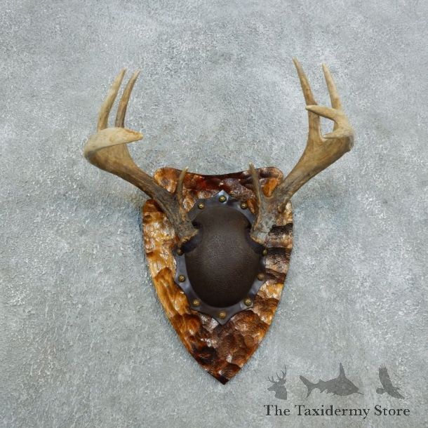 Whitetail Deer Antler Plaque Taxidermy Mount #18434 For Sale @ The Taxidermy Store