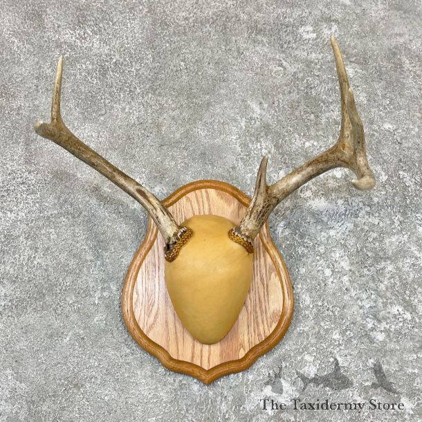 Whitetail Deer Antler Plaque Taxidermy Mount For Sale #26585 @ The Taxidermy Store