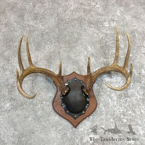 Whitetail Deer Antler Plaque Taxidermy Mount For Sale #26588 @ The Taxidermy Store