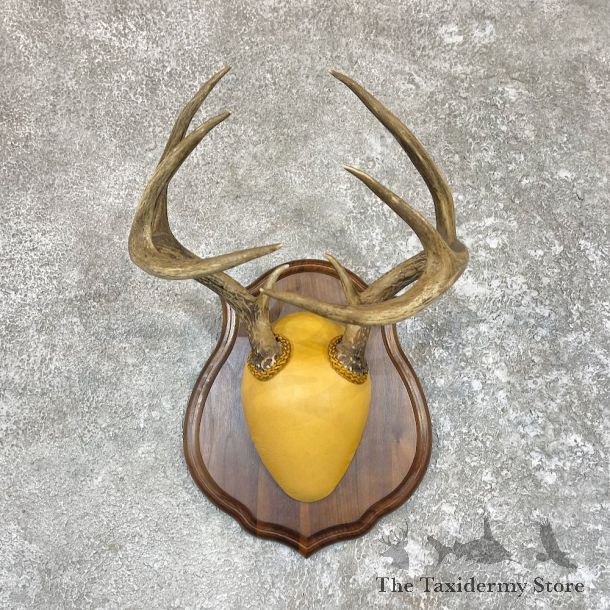 Whitetail Deer Antler Plaque Taxidermy Mount For Sale #26606 @ The Taxidermy Store