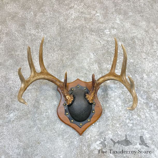 Whitetail Deer Antler Plaque Taxidermy Mount For Sale #26610 @ The Taxidermy Store