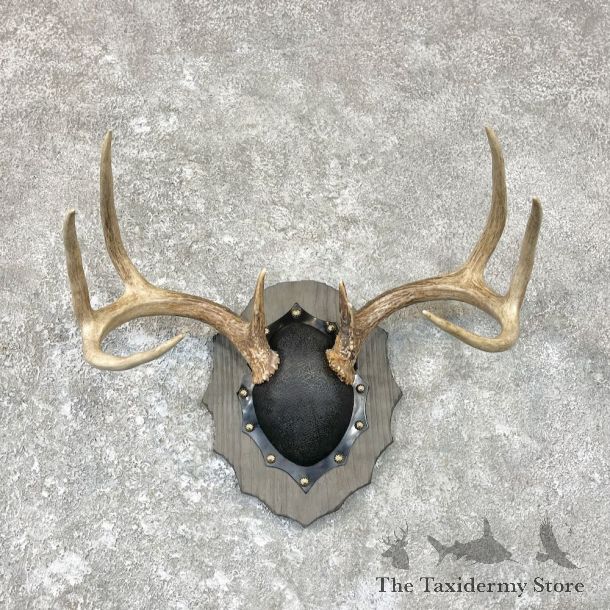 Whitetail Deer Antler Plaque Taxidermy Mount For Sale #26709 @ The Taxidermy Store