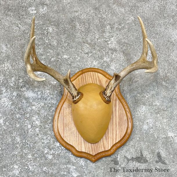 Whitetail Deer Antler Plaque Taxidermy Mount For Sale #26711 @ The Taxidermy Store