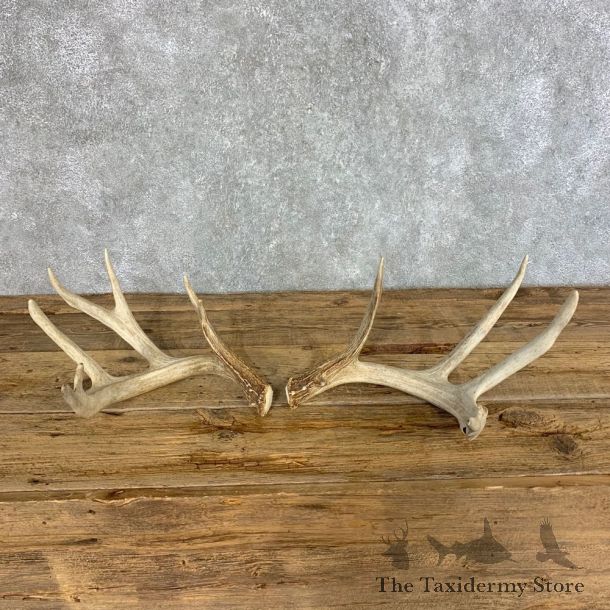 Whitetail Deer Antler Set For Sale #21512 @ The Taxidermy Store