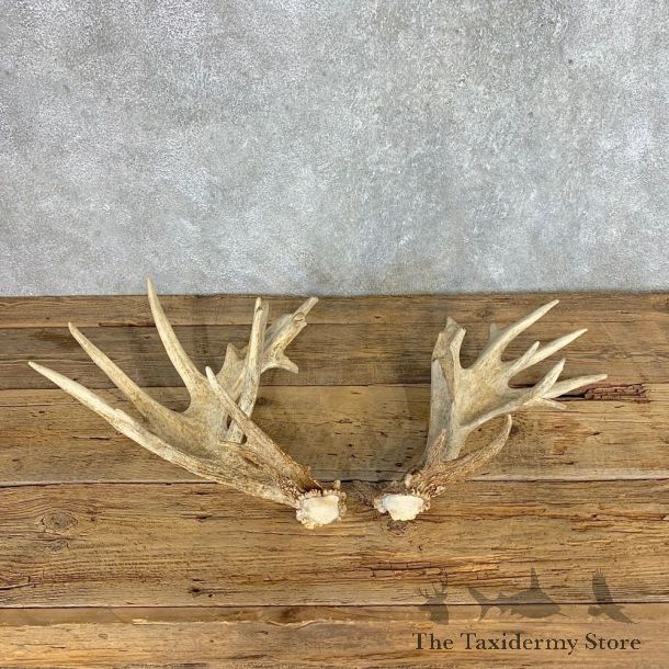 Whitetail Deer Antler Set For Sale #21513 @ The Taxidermy Store