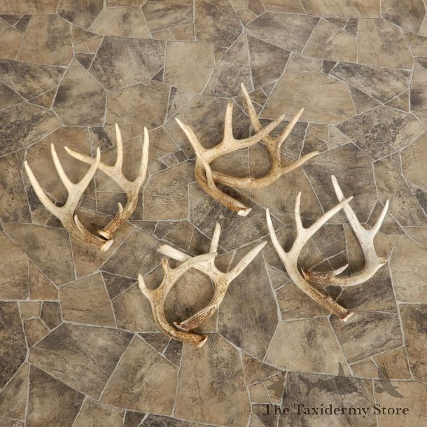 Whitetail Deer Antler Craft Pack For Sale #21325 @ The Taxidermy Store