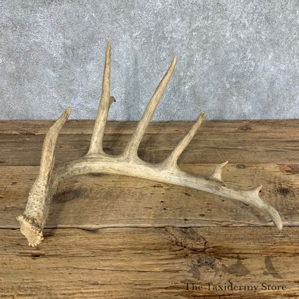 Whitetail Deer Antler Shed For Sale #21498 @ The Taxidermy Store
