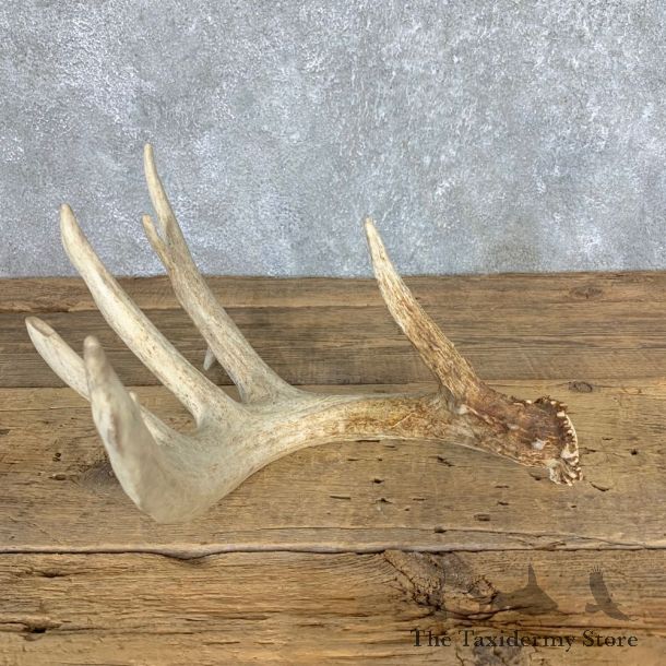 Whitetail Deer Antler Shed For Sale #21500 @ The Taxidermy Store