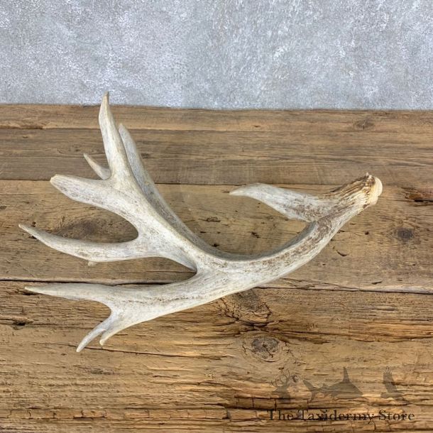 Whitetail Deer Antler Shed For Sale #21504 @ The Taxidermy Store